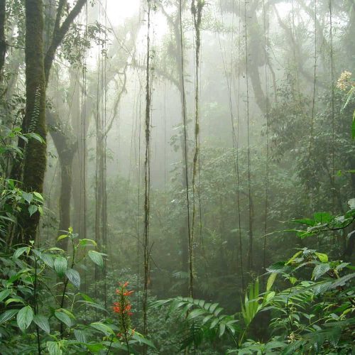 How did Costa Rica reverse deforestation by relying on ecotourism?