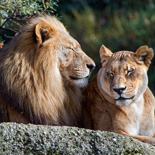 How two Iranian lions met at the zoo