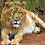 Persian Tygoon, half tiger, half lion