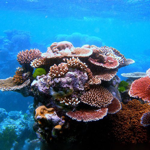 Why do beautiful Australian corals fade?